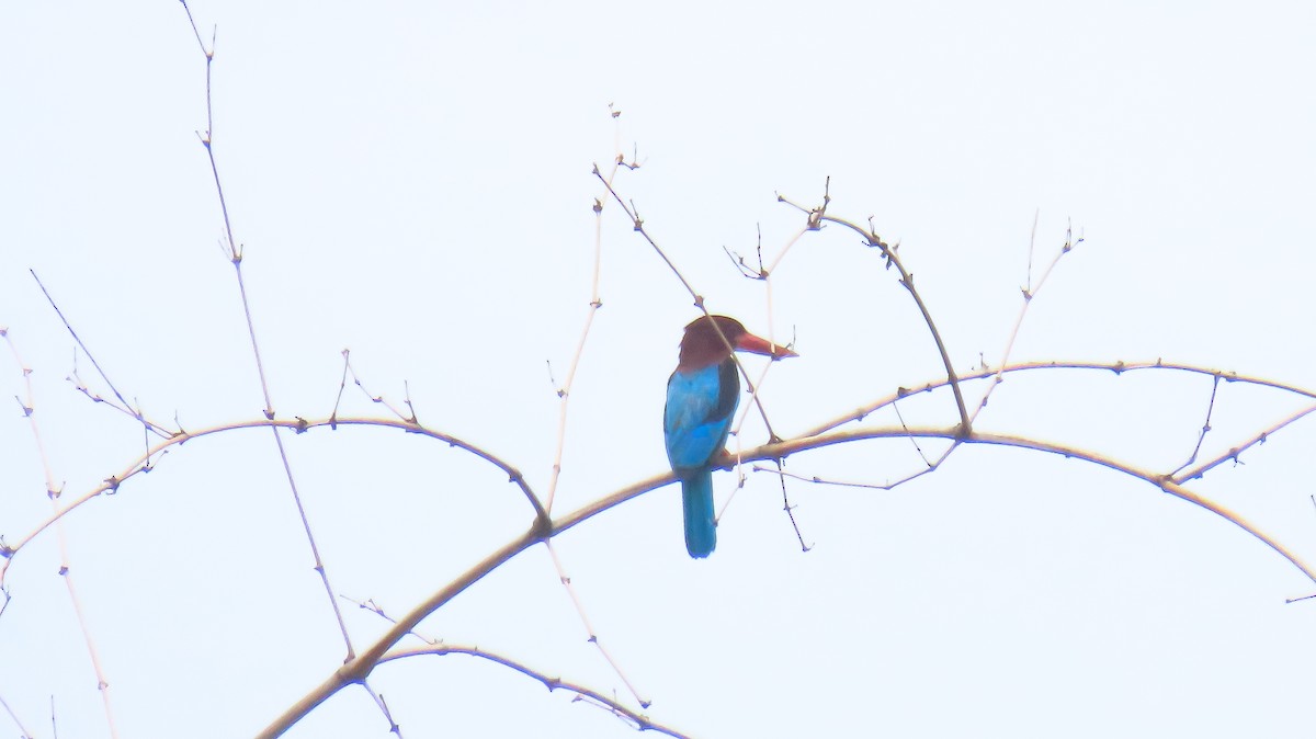 Brown-breasted Kingfisher - ML620161828