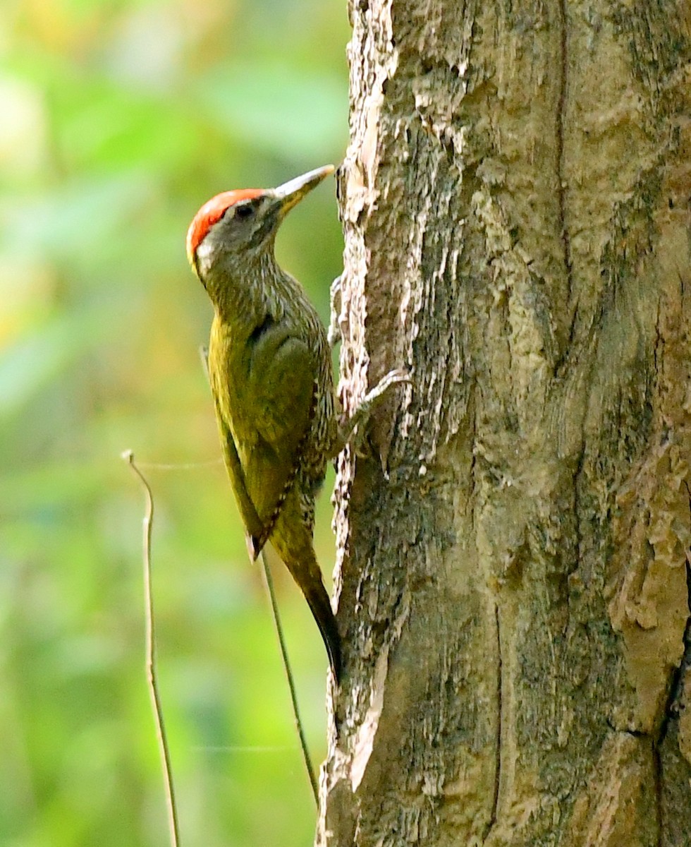 Streak-throated Woodpecker - ML620161846