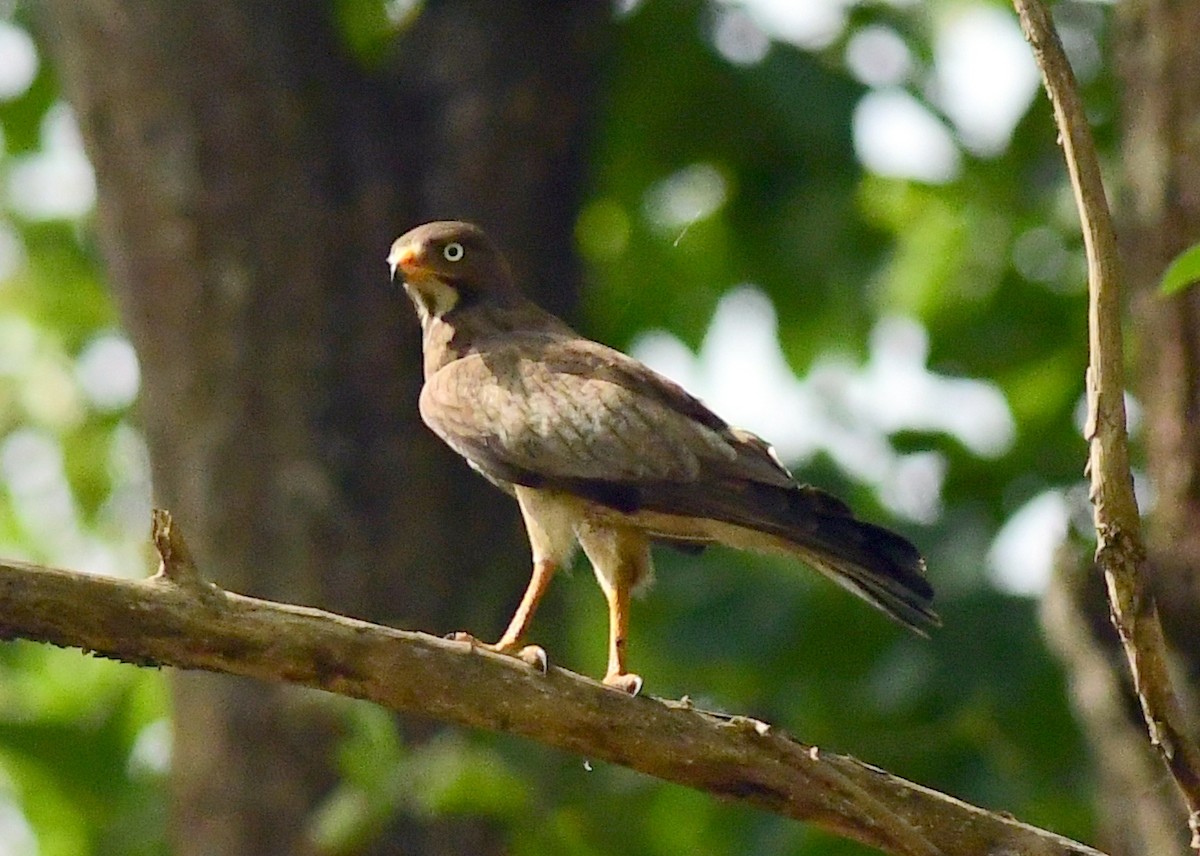 White-eyed Buzzard - ML620161861