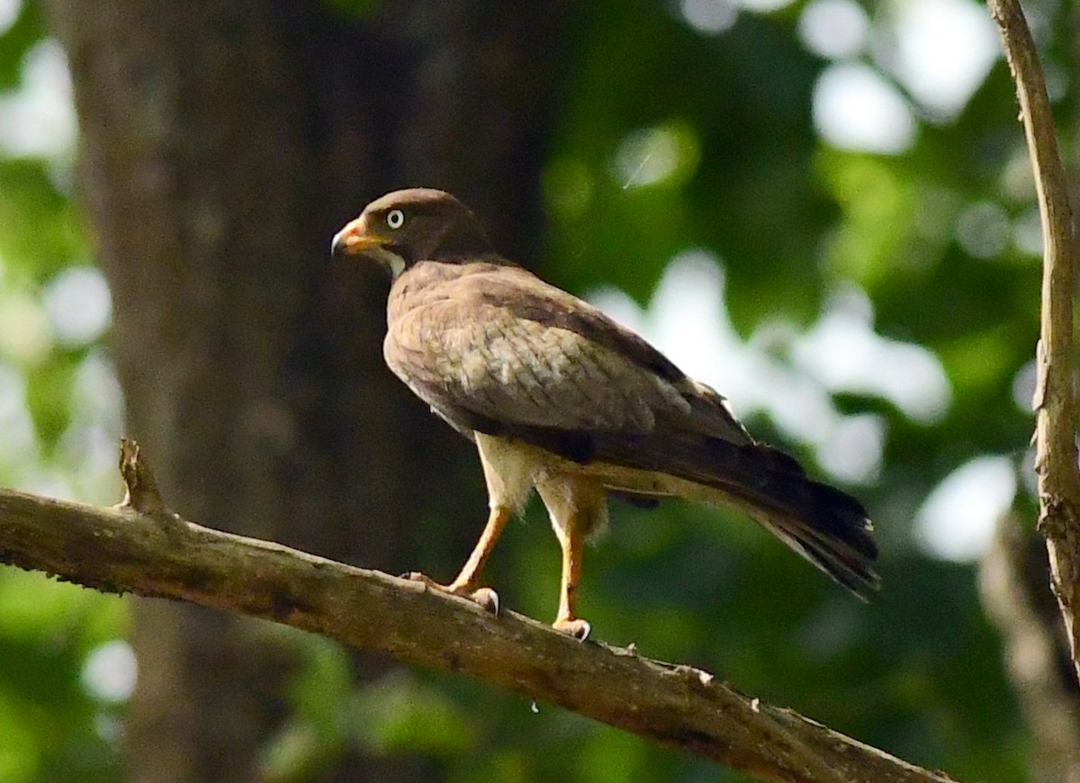 White-eyed Buzzard - ML620161862