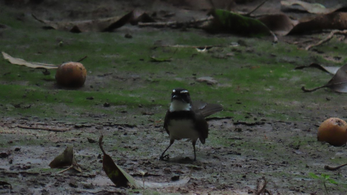 Philippine Pied-Fantail - ML620161864