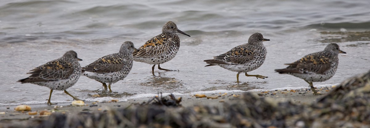 Great Knot - ML620161877