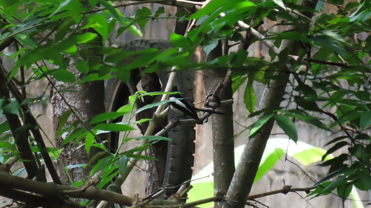 Philippine Magpie-Robin - ML620161879