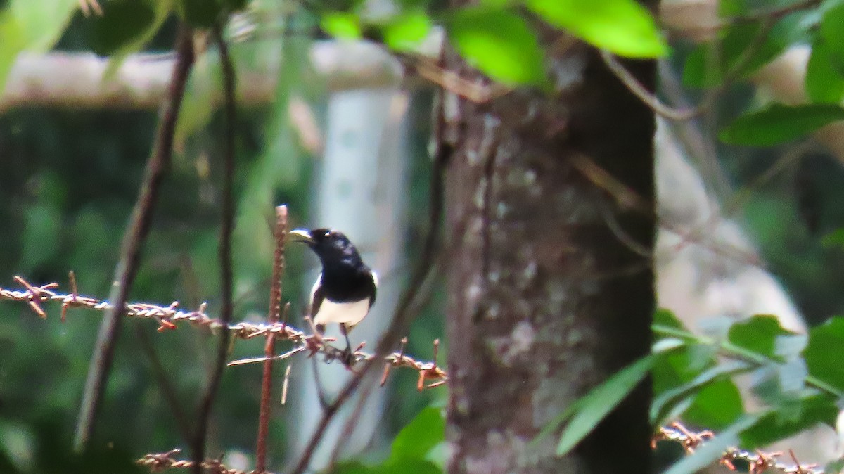 Philippine Magpie-Robin - ML620161882