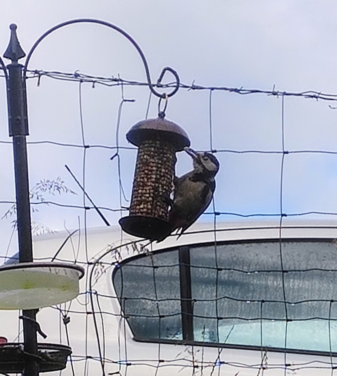 Great Spotted Woodpecker - ML620161896