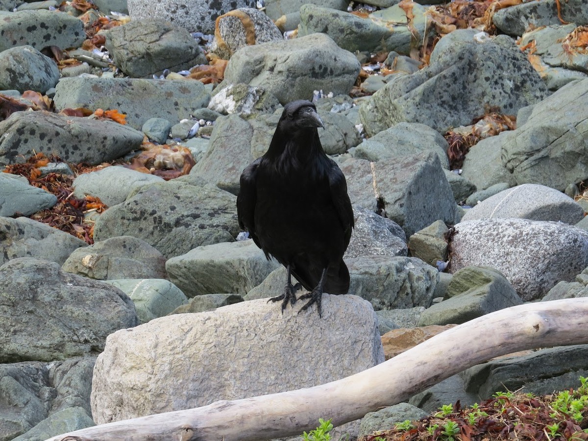 Common Raven - ML620161901