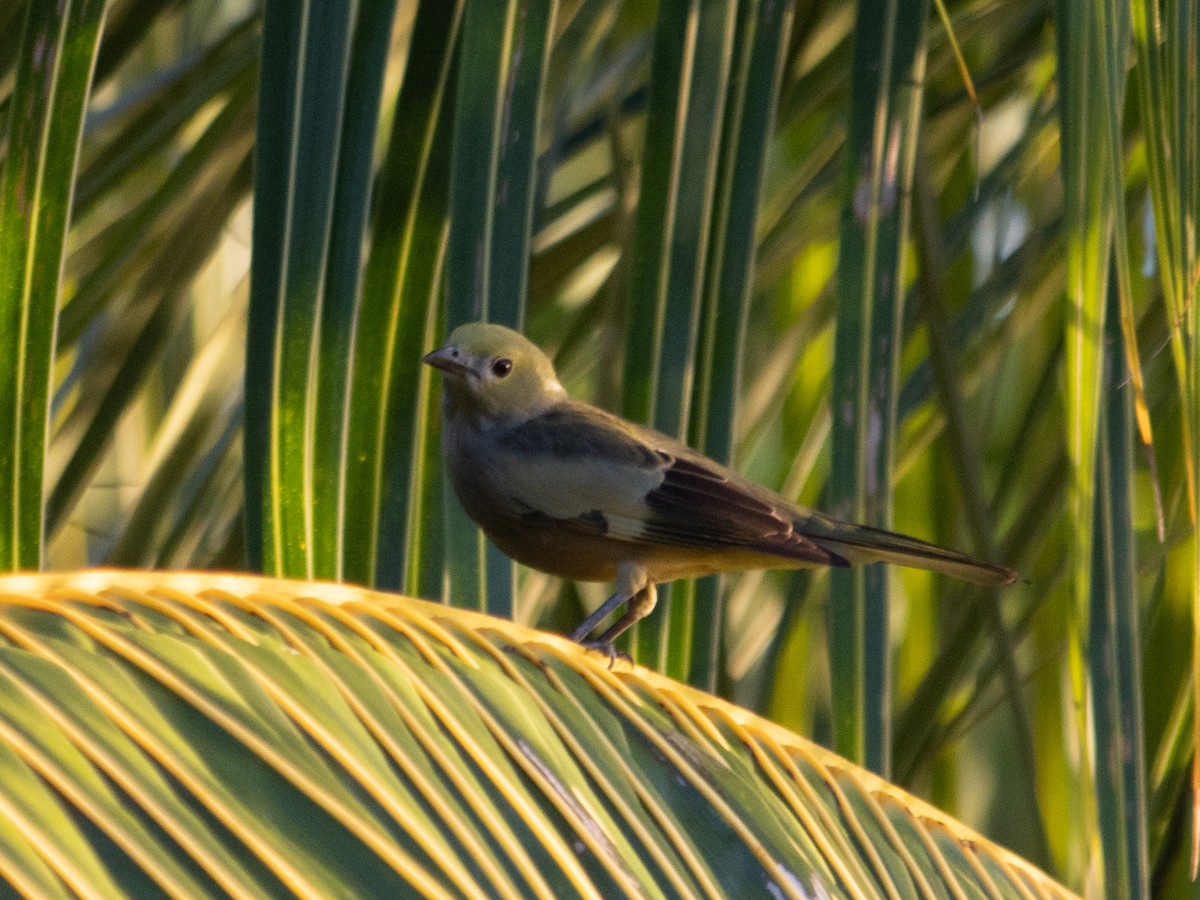 Palm Tanager - ML620161917