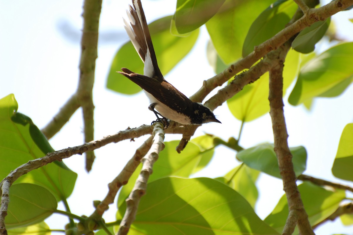 Spot-breasted Fantail - ML620161921