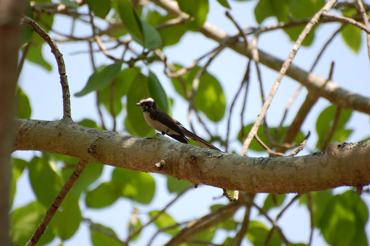 Spot-breasted Fantail - ML620161924