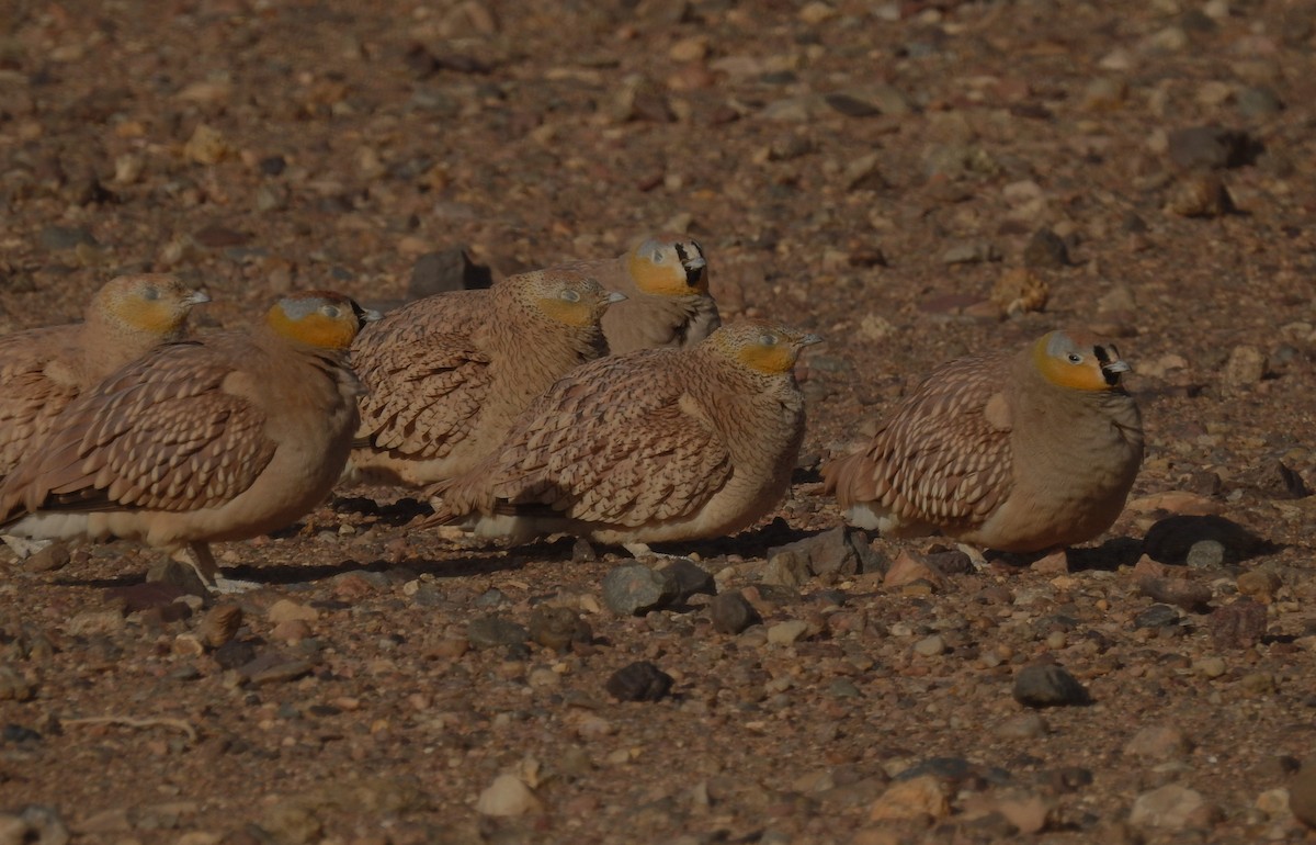 Crowned Sandgrouse - ML620161940