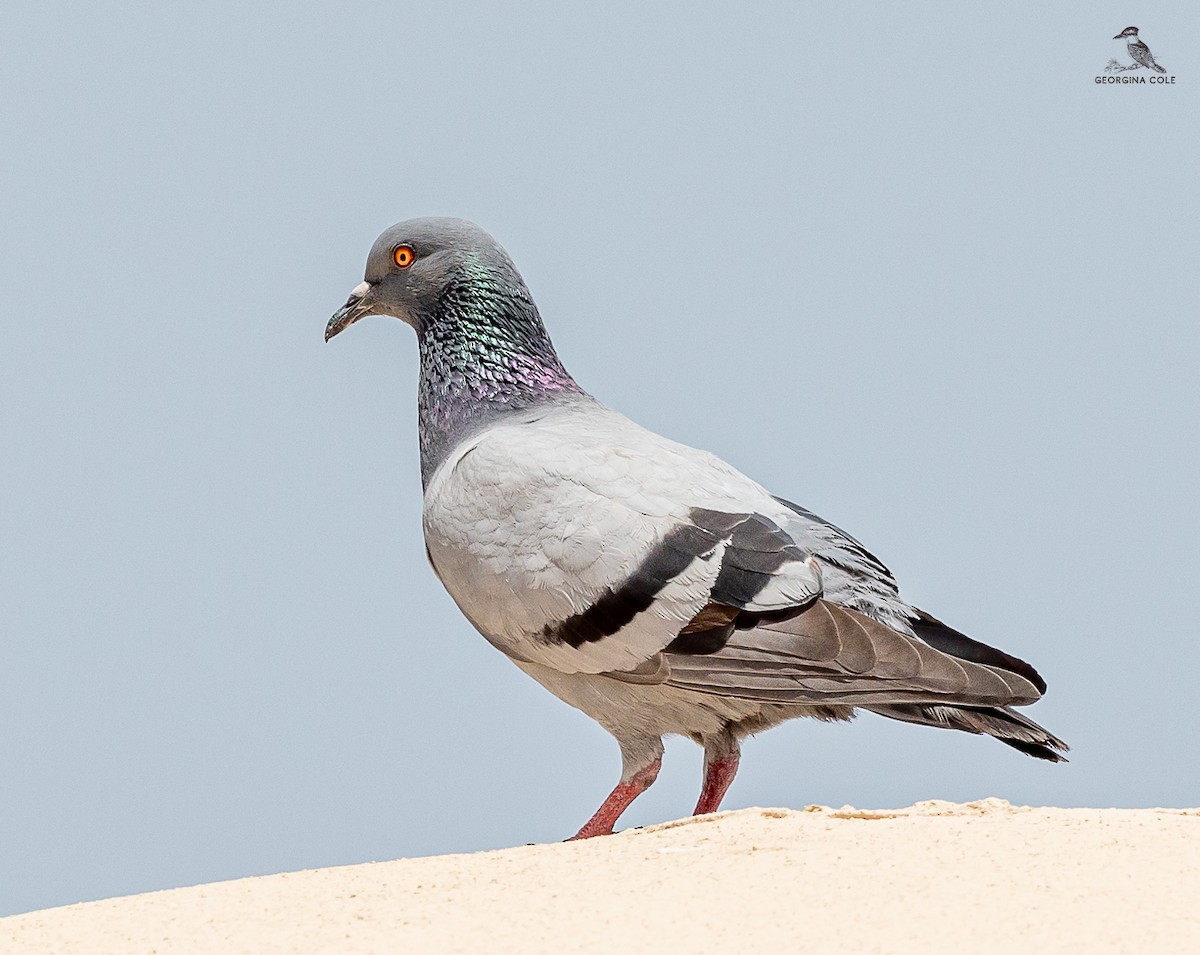Rock Pigeon - ML620161963