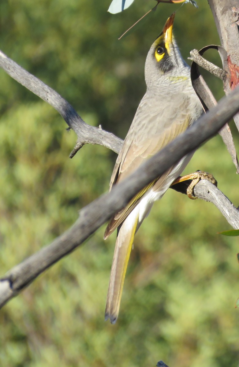 Yellow-throated Miner - ML620161964