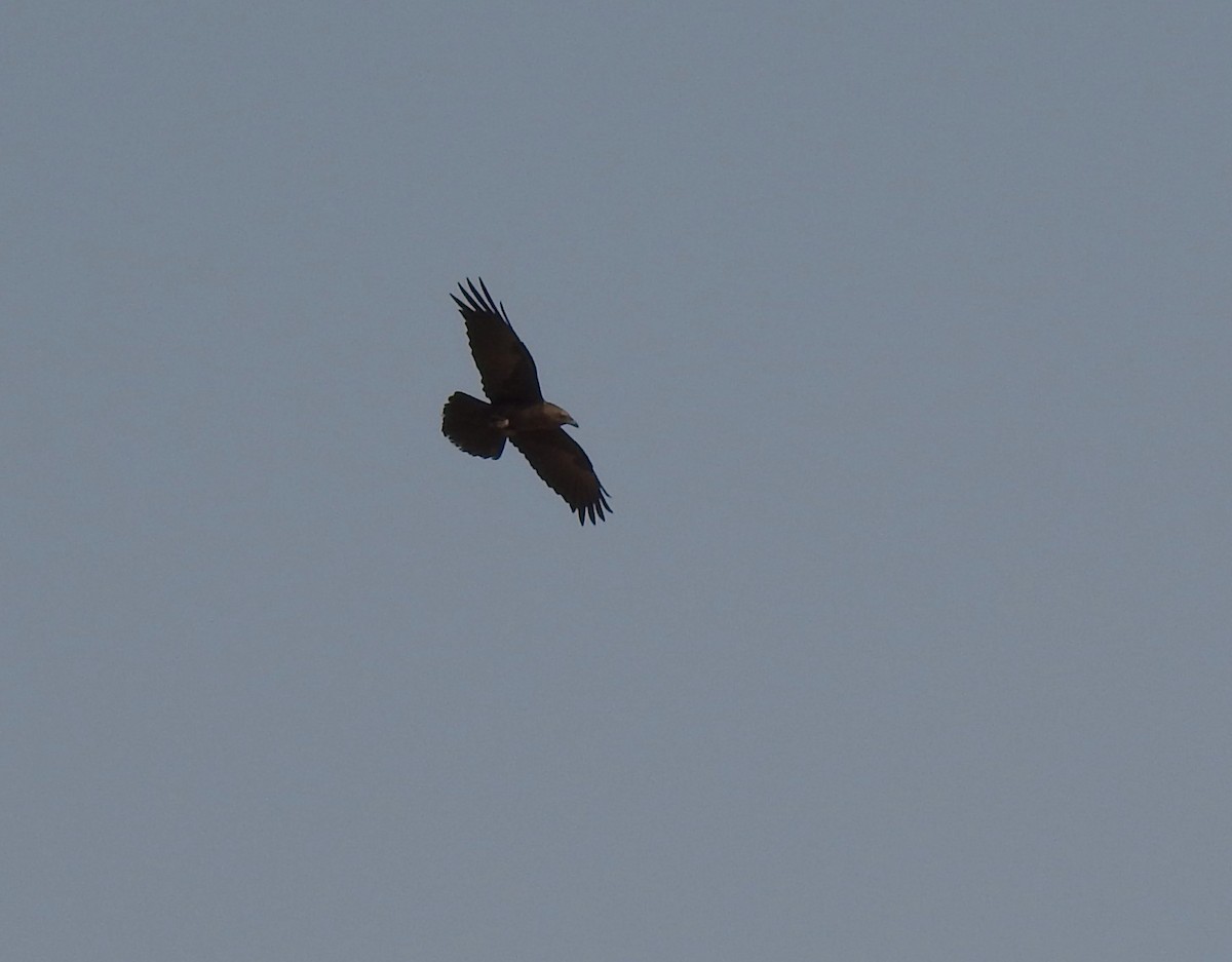 Brown-necked Raven - ML620161971