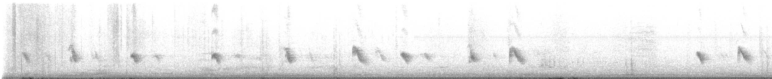 Американский вьюрок (umbrina) - ML620161973