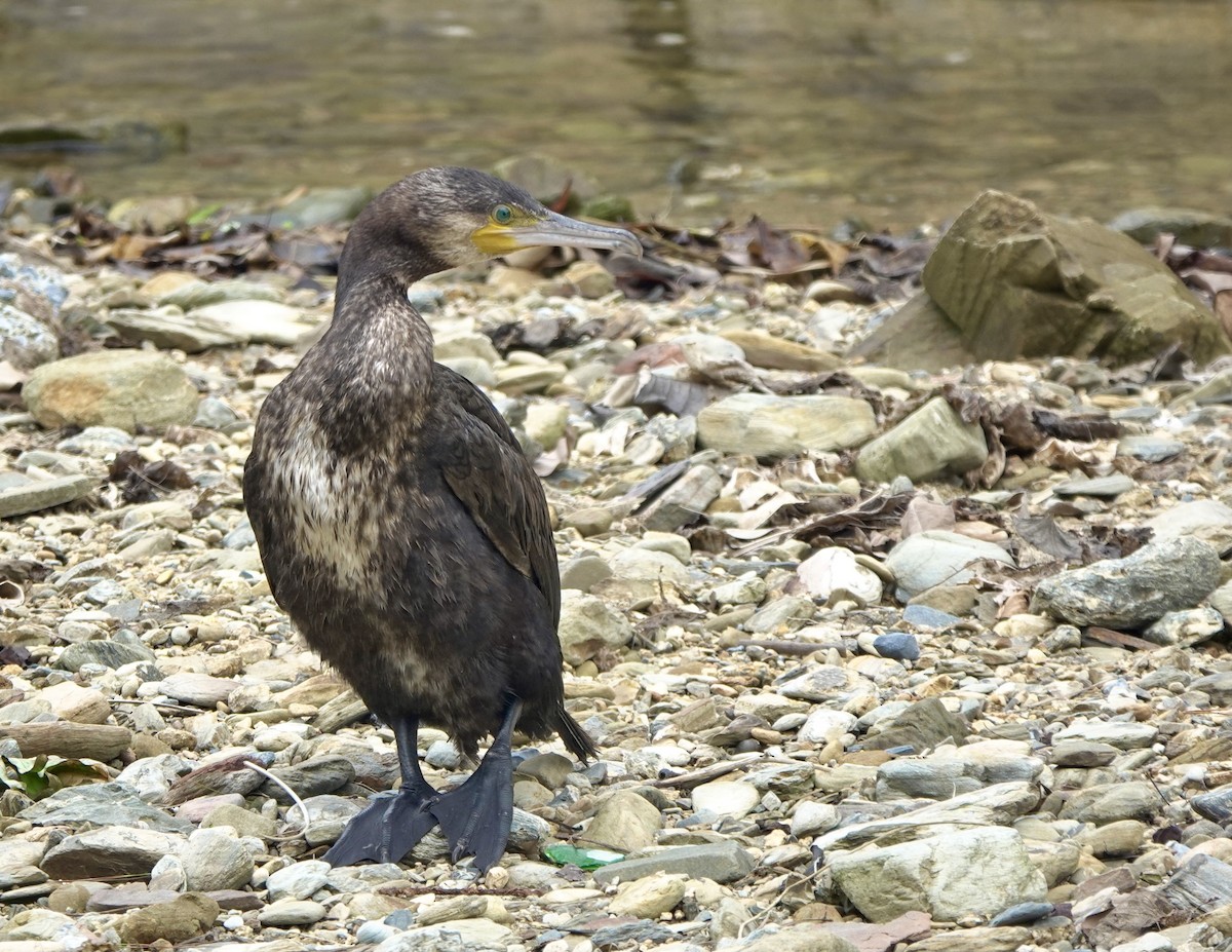 Great Cormorant - ML620161975