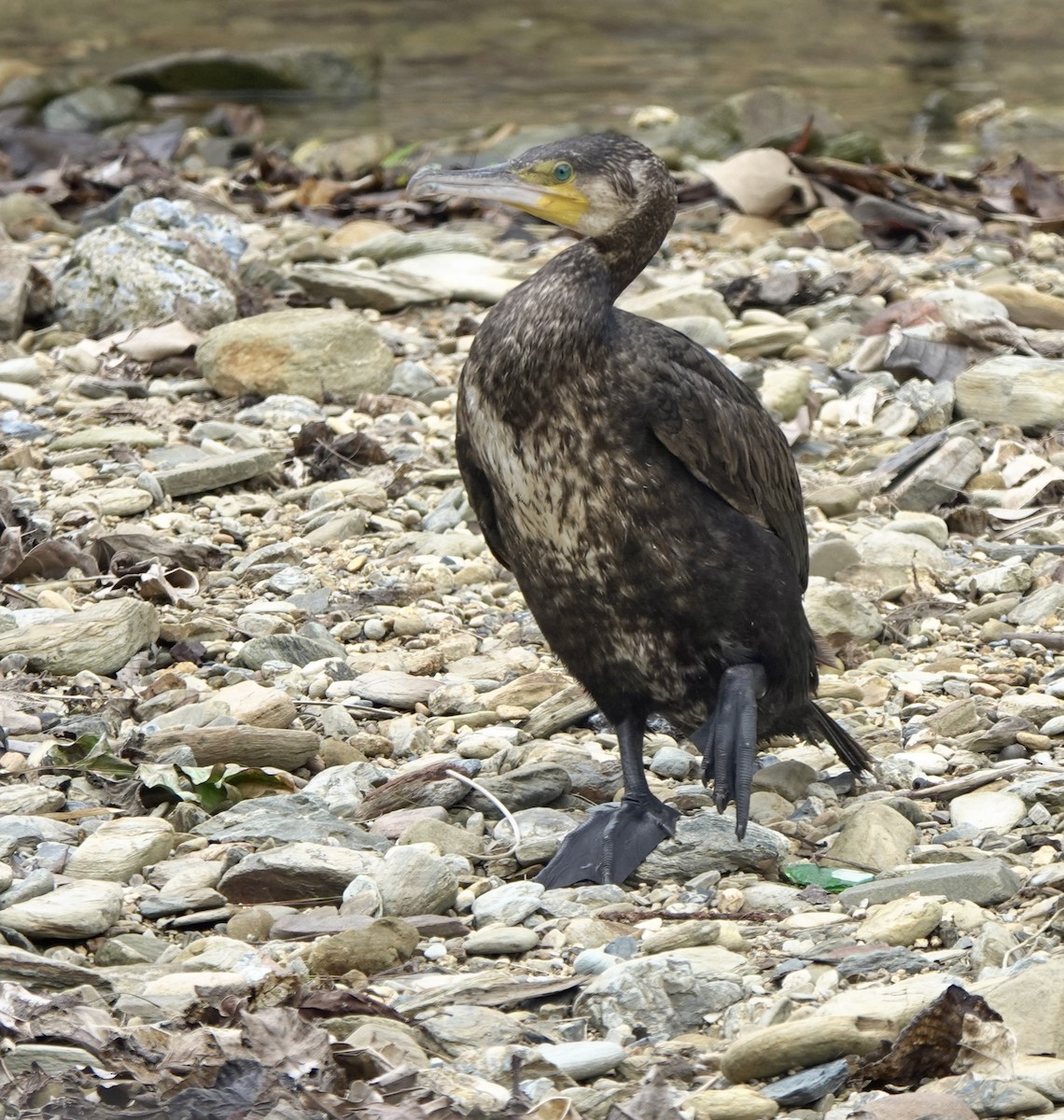 Great Cormorant - ML620161978
