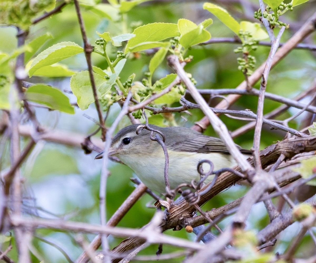 Warbling Vireo - Isabel Chenoweth