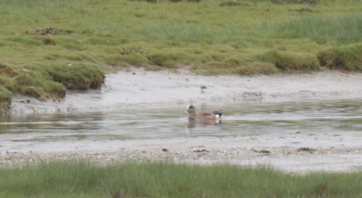 American Wigeon - ML620161997