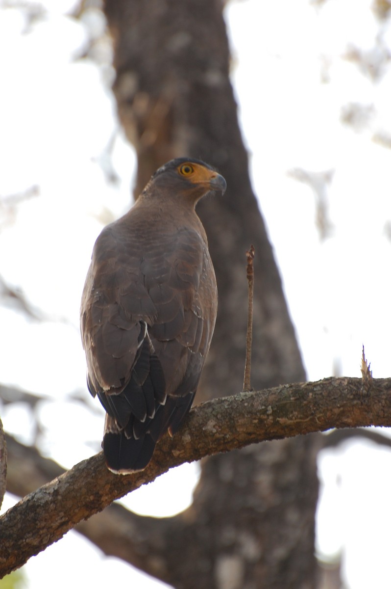 Crested Serpent-Eagle - ML620161998