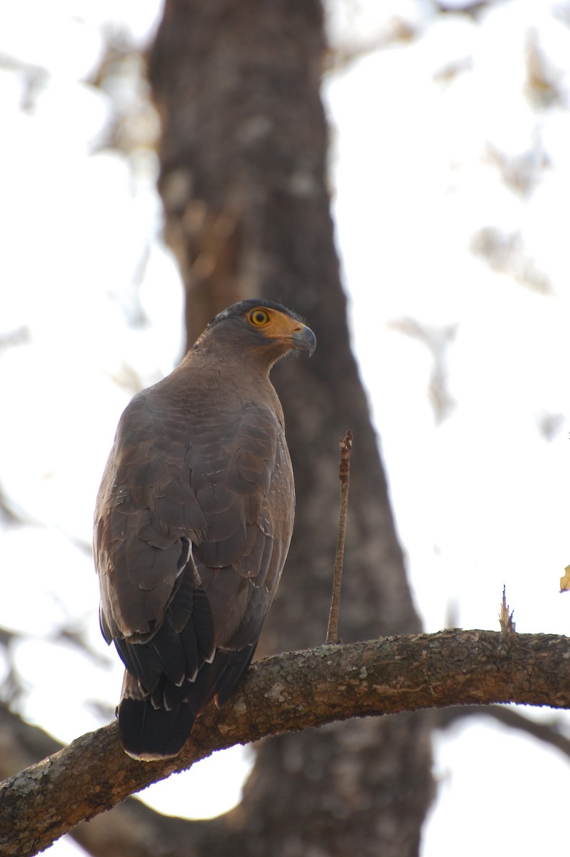 Crested Serpent-Eagle - ML620161999