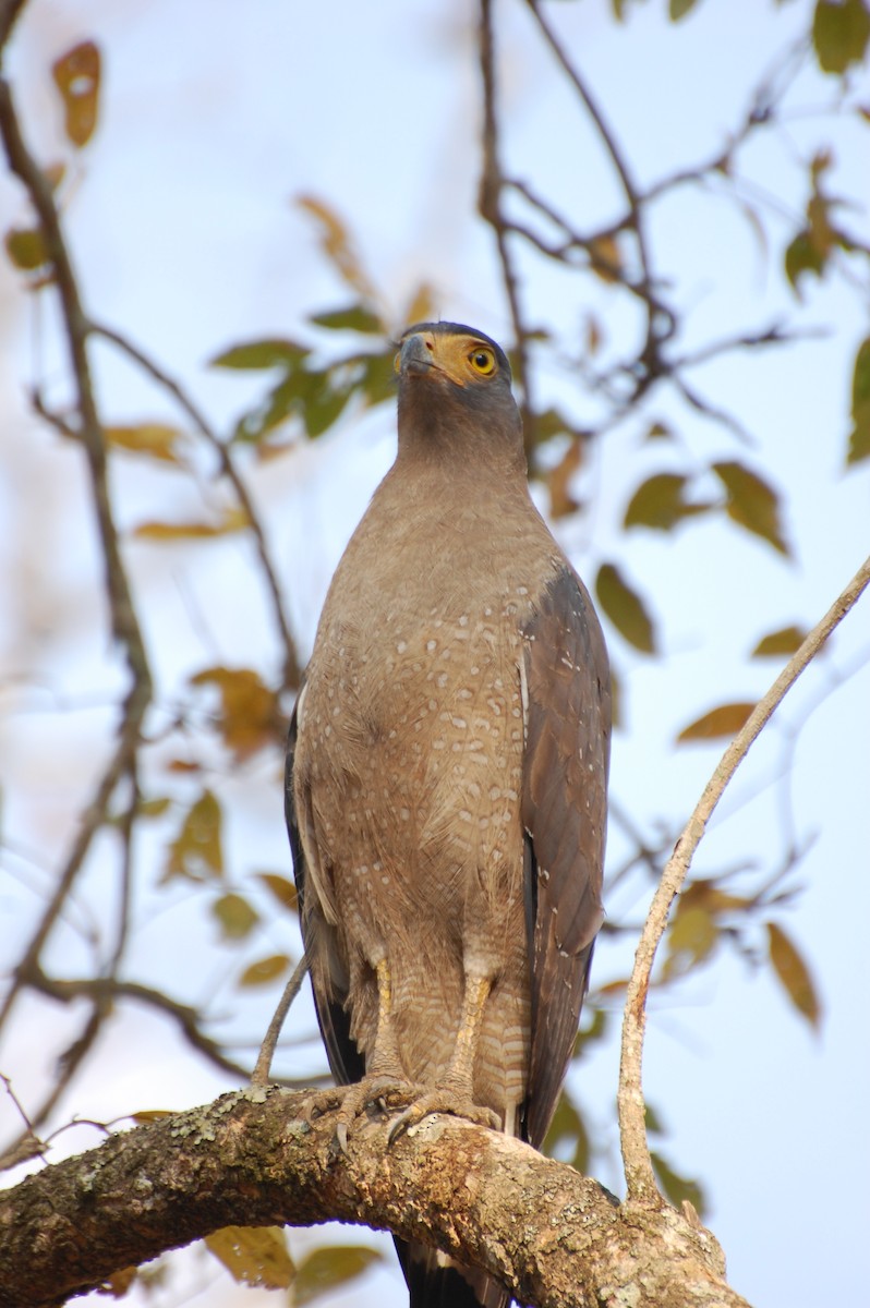 Crested Serpent-Eagle - ML620162001