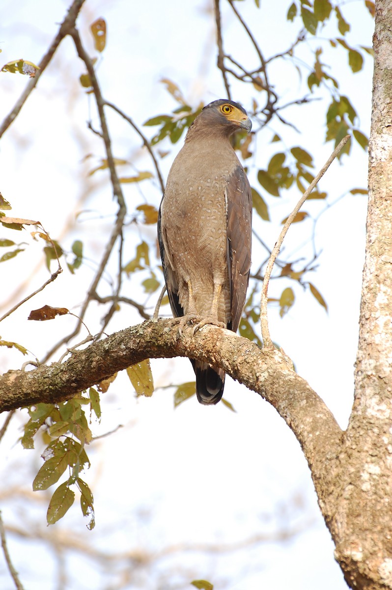 Crested Serpent-Eagle - ML620162003