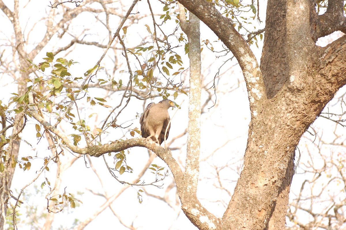 Crested Serpent-Eagle - ML620162004