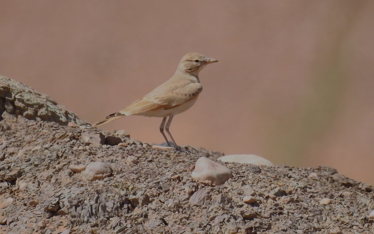 Bar-tailed Lark - ML620162007