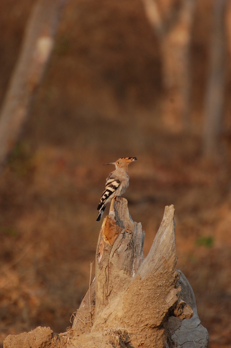 Eurasian Hoopoe - ML620162042