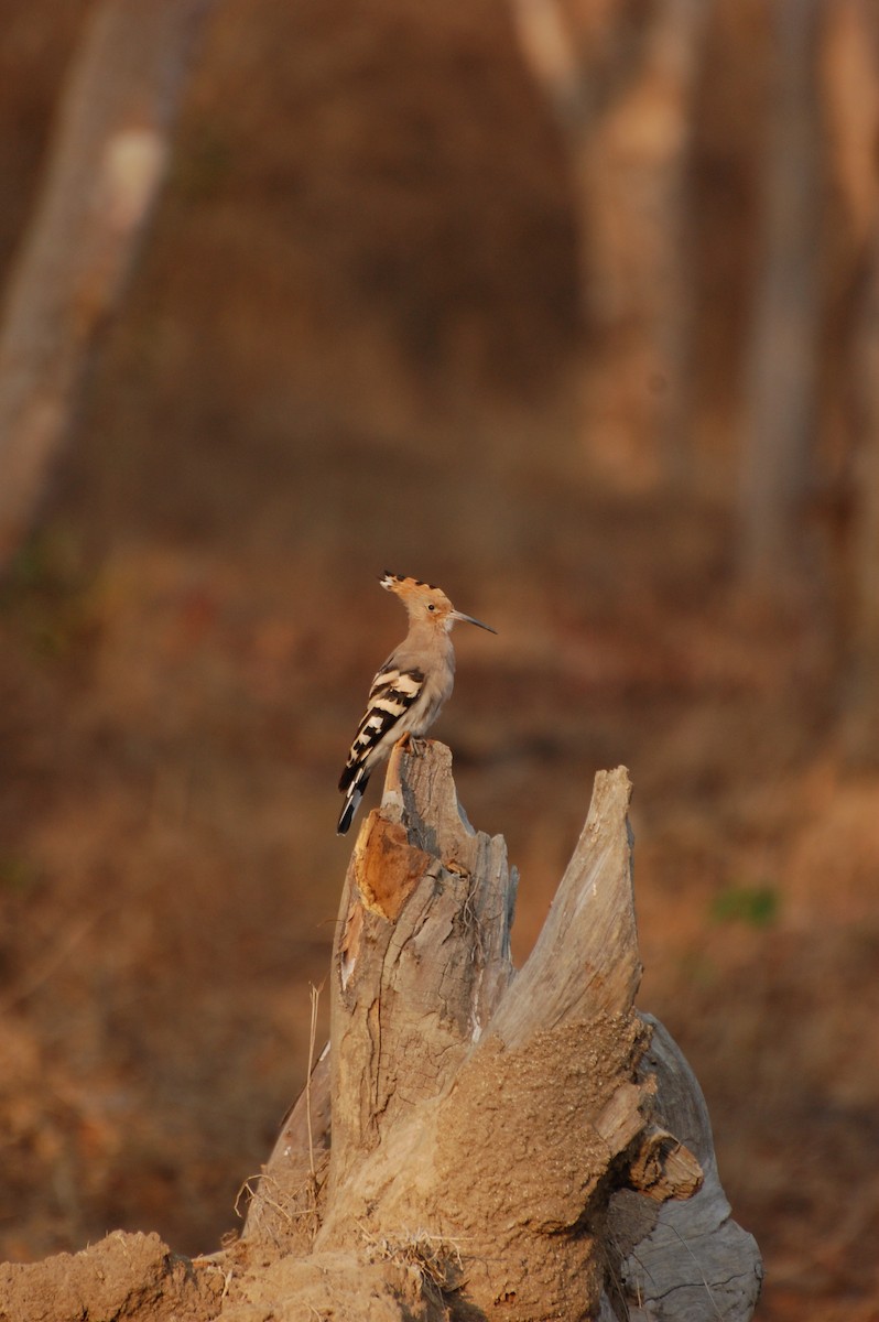 Eurasian Hoopoe - Akshay Surendra