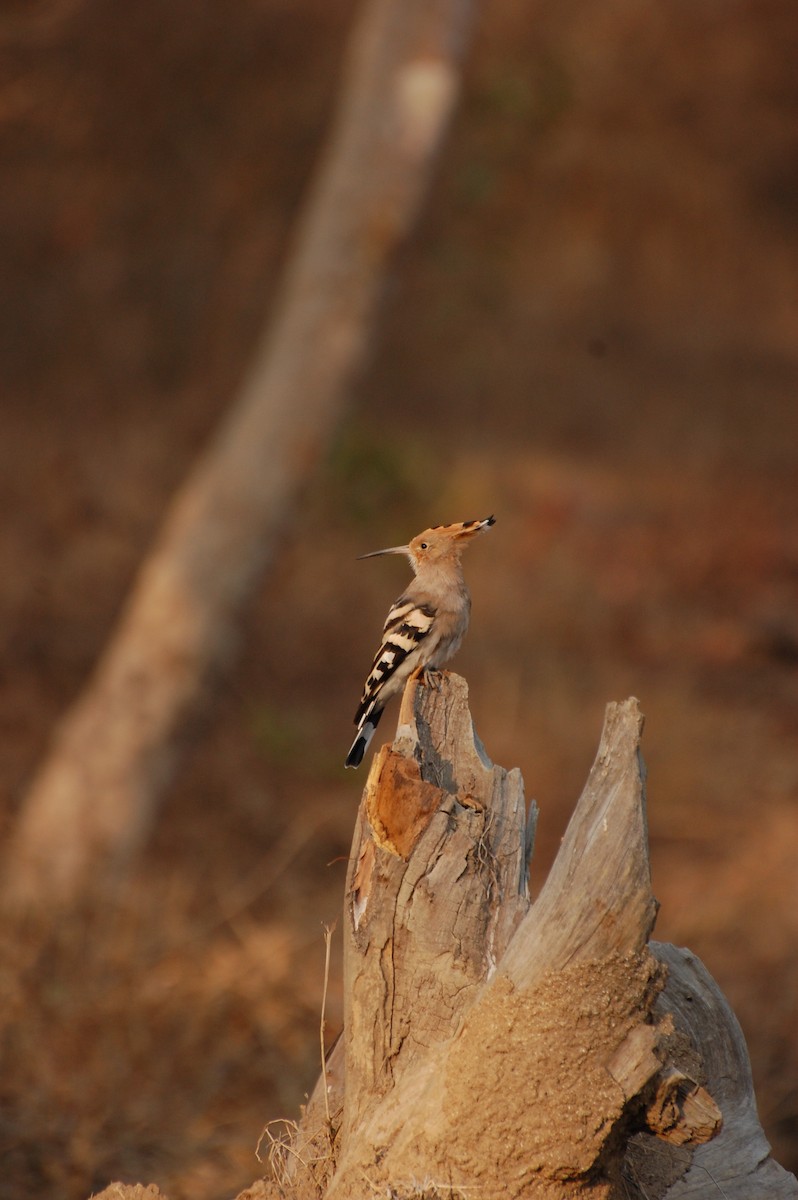 Eurasian Hoopoe - ML620162047