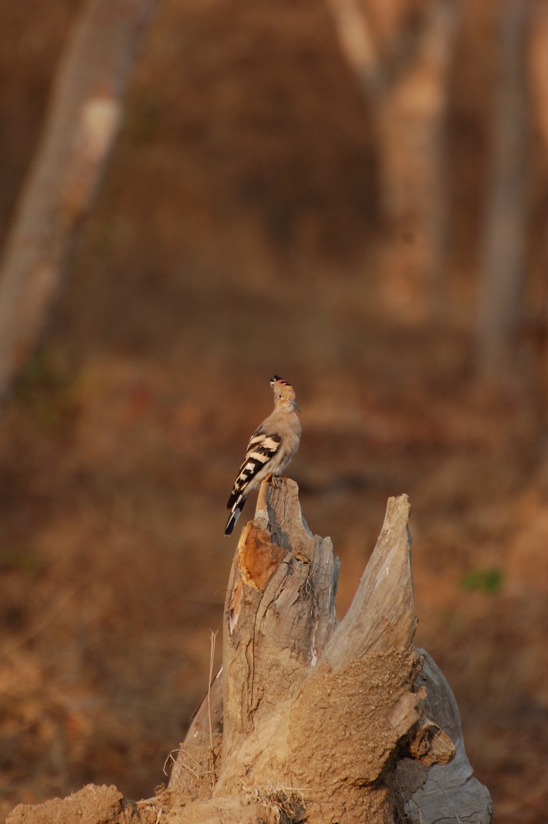 Eurasian Hoopoe - ML620162048