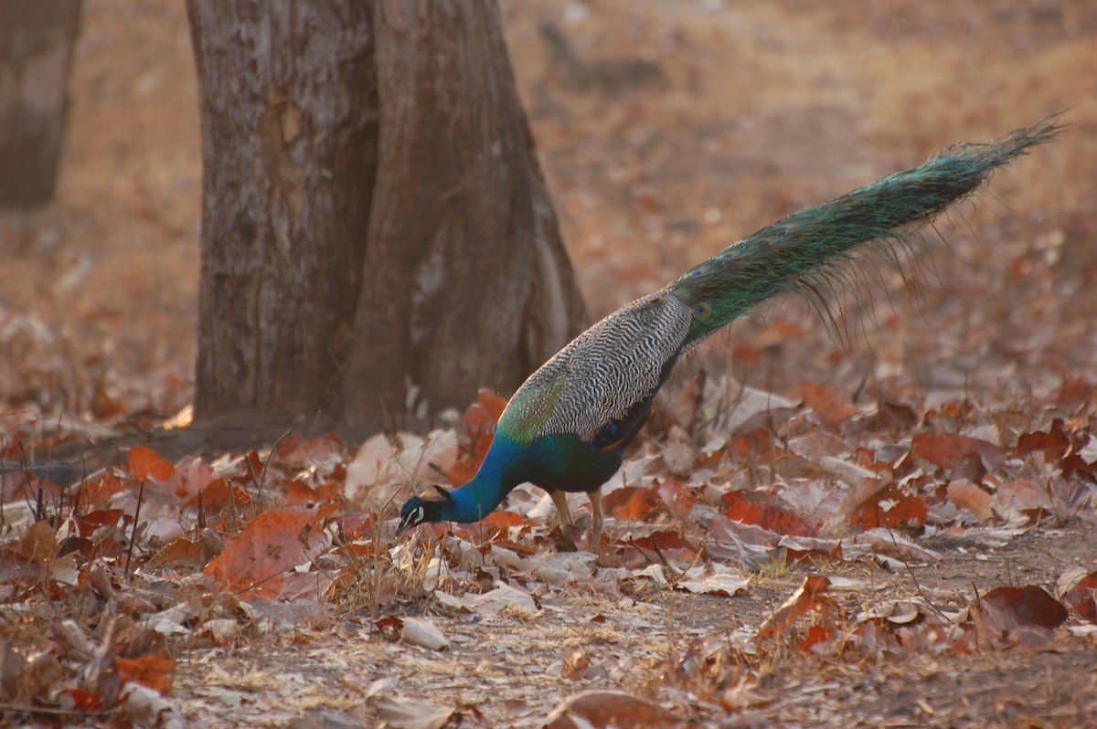 Indian Peafowl - ML620162064