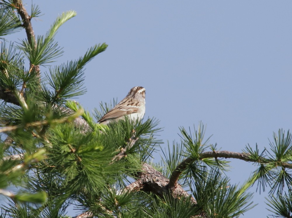 Clay-colored Sparrow - ML620162074