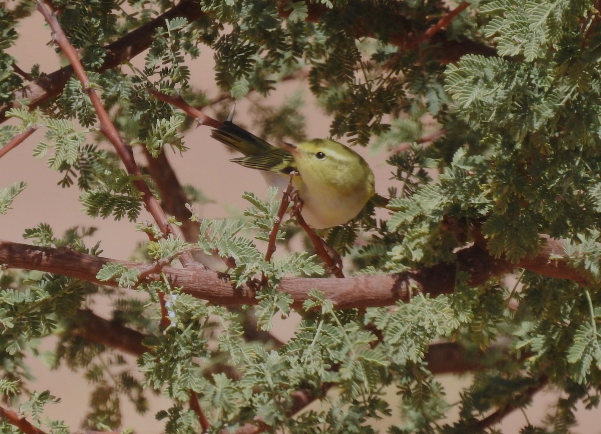 Wood Warbler - ML620162077