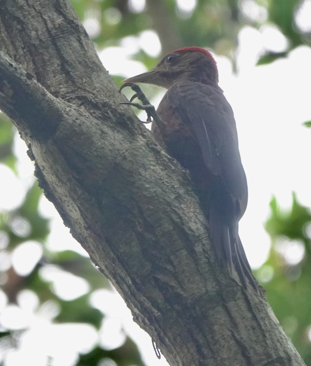 Okinawa Woodpecker - ML620162081
