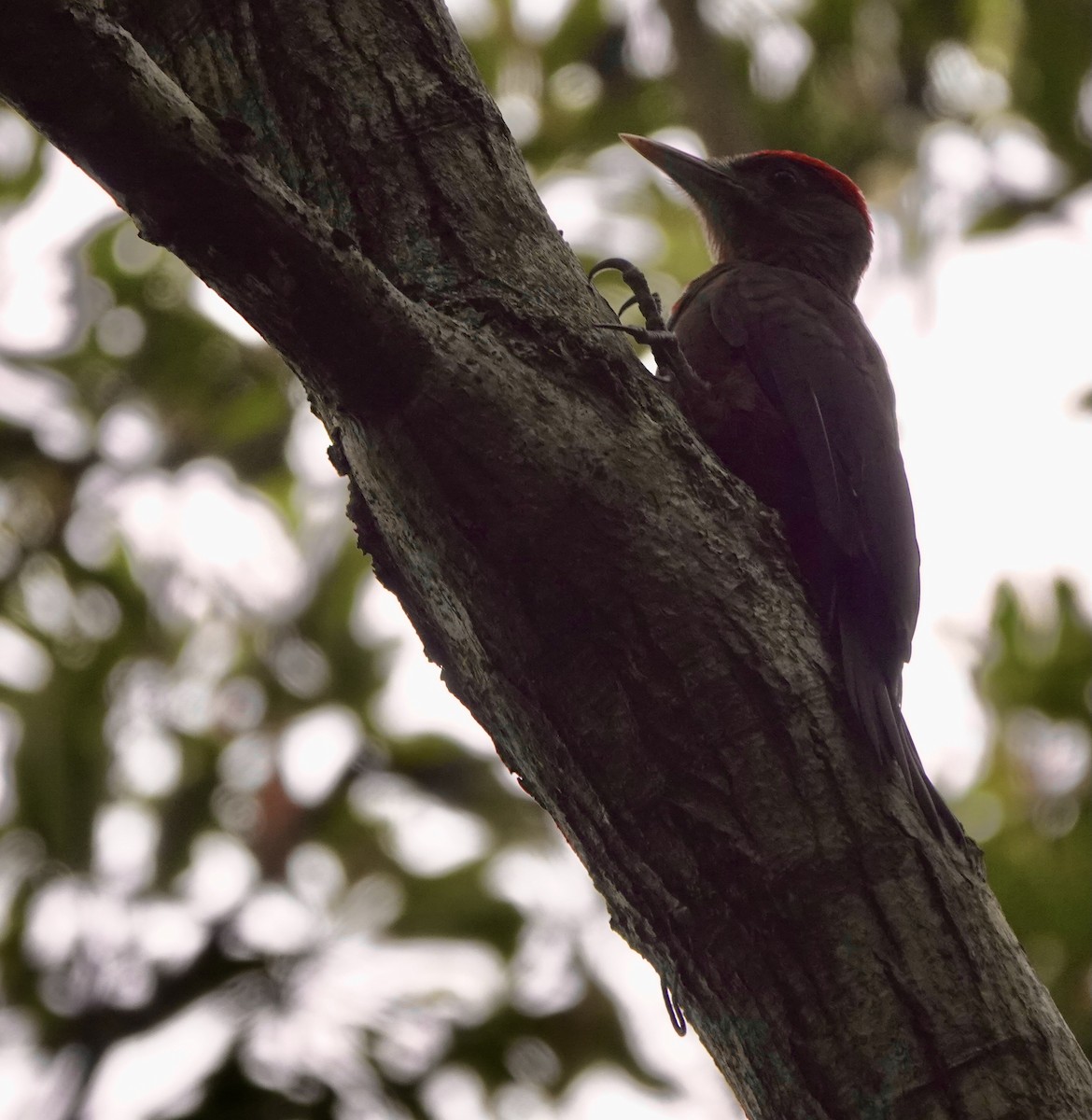 Okinawa Woodpecker - ML620162082