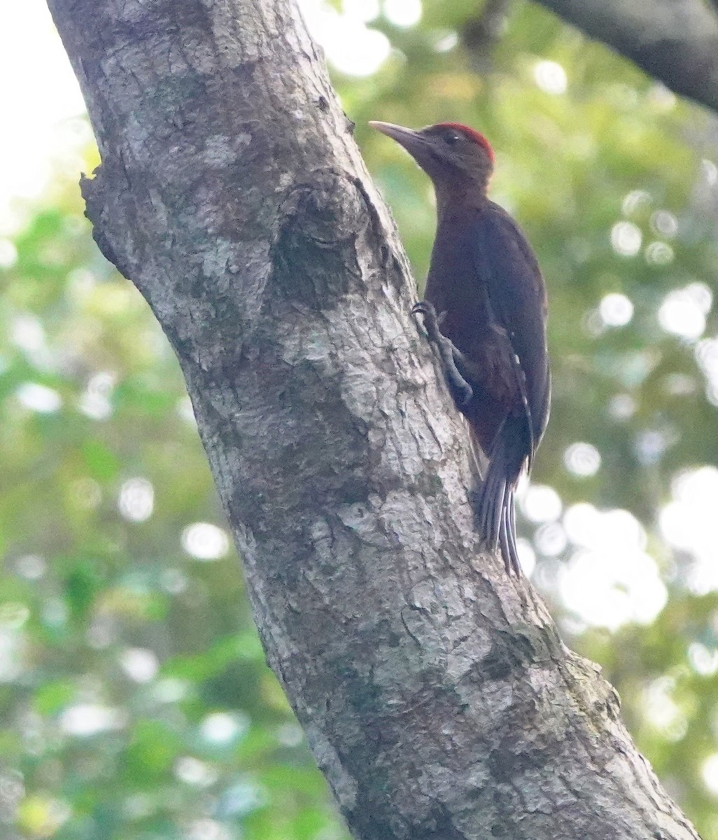 Okinawa Woodpecker - ML620162083