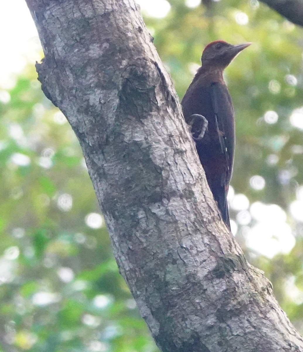 Okinawa Woodpecker - ML620162084