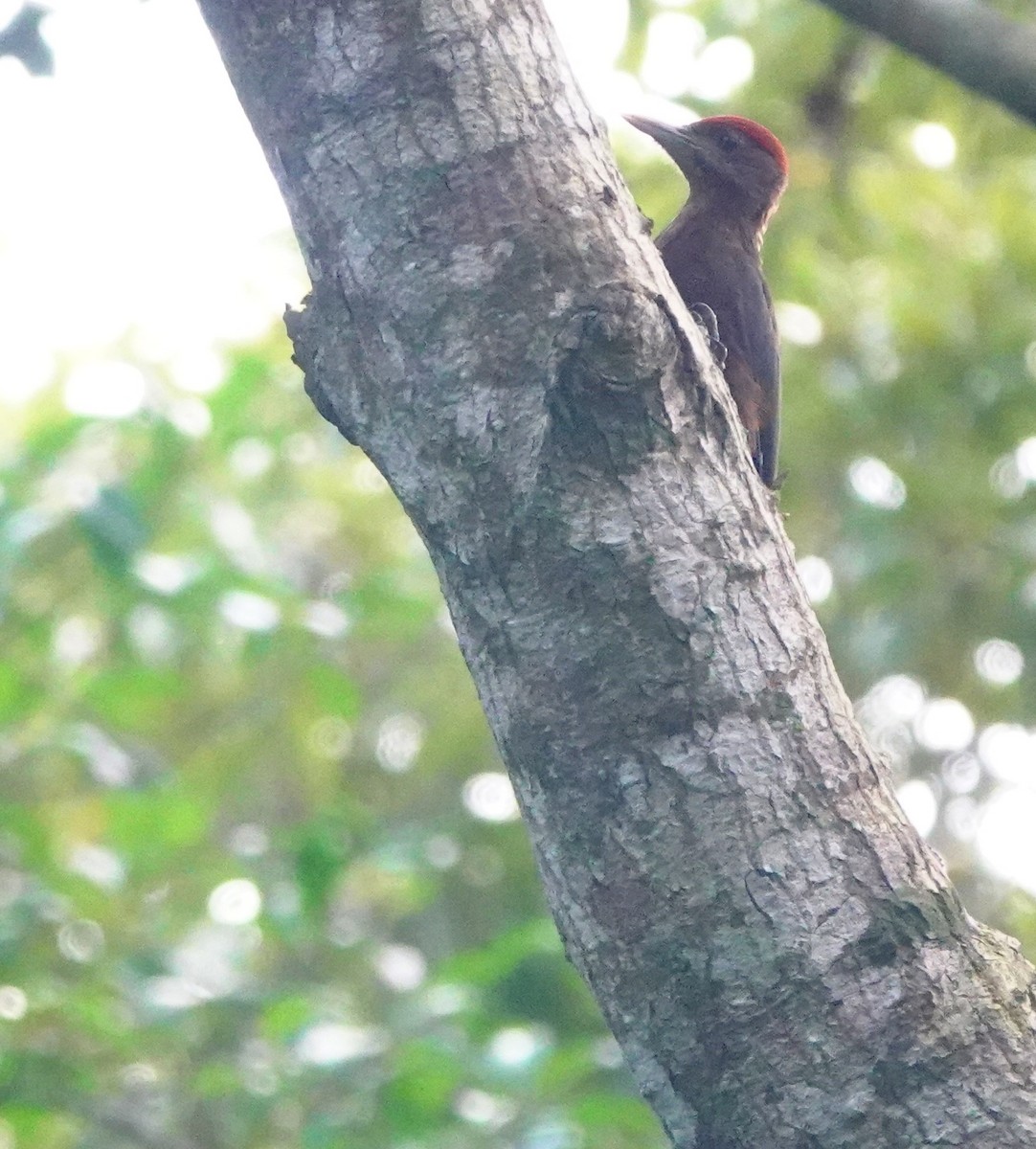 Okinawa Woodpecker - ML620162085