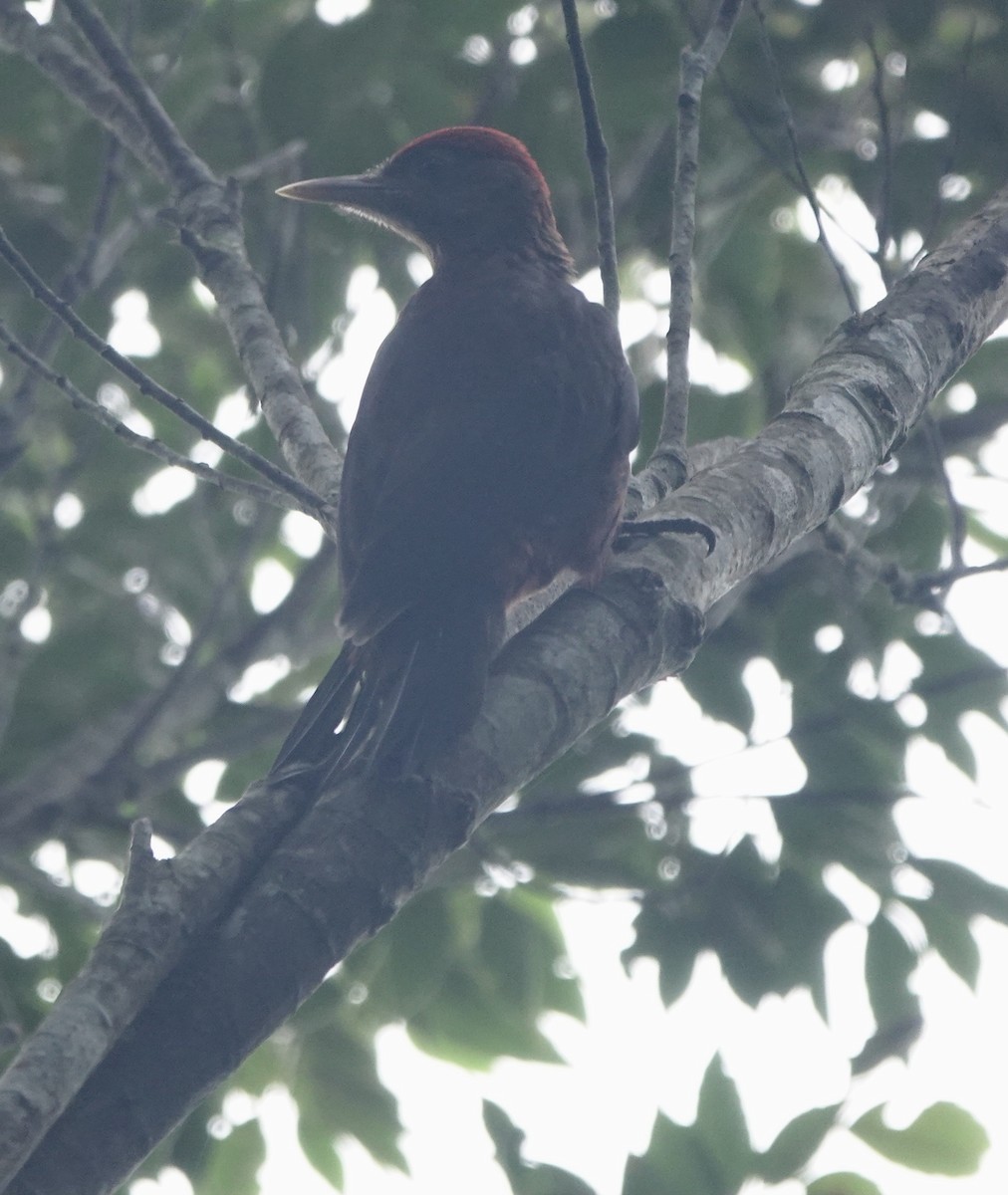 Okinawa Woodpecker - Martin Kennewell