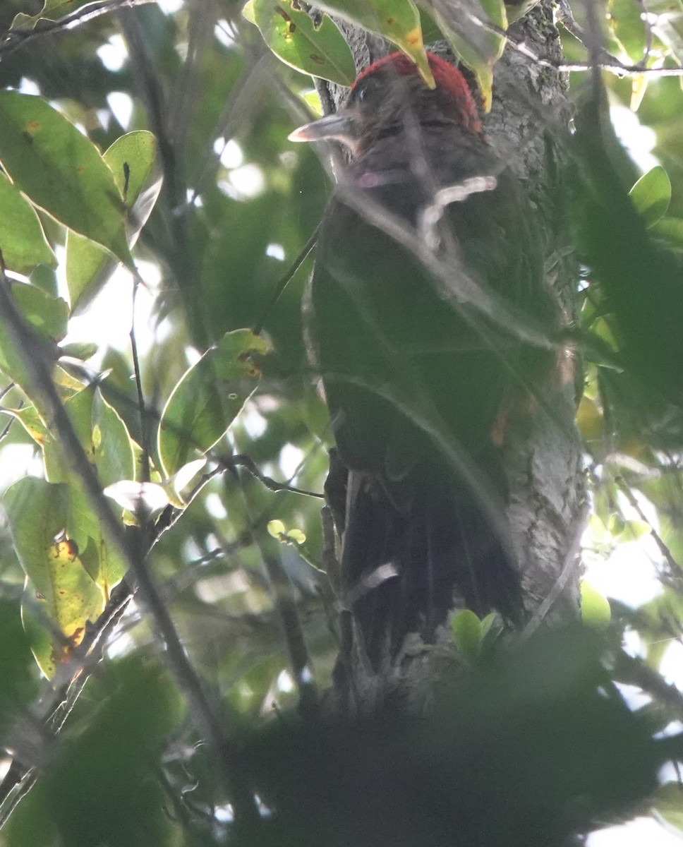 Okinawa Woodpecker - ML620162087