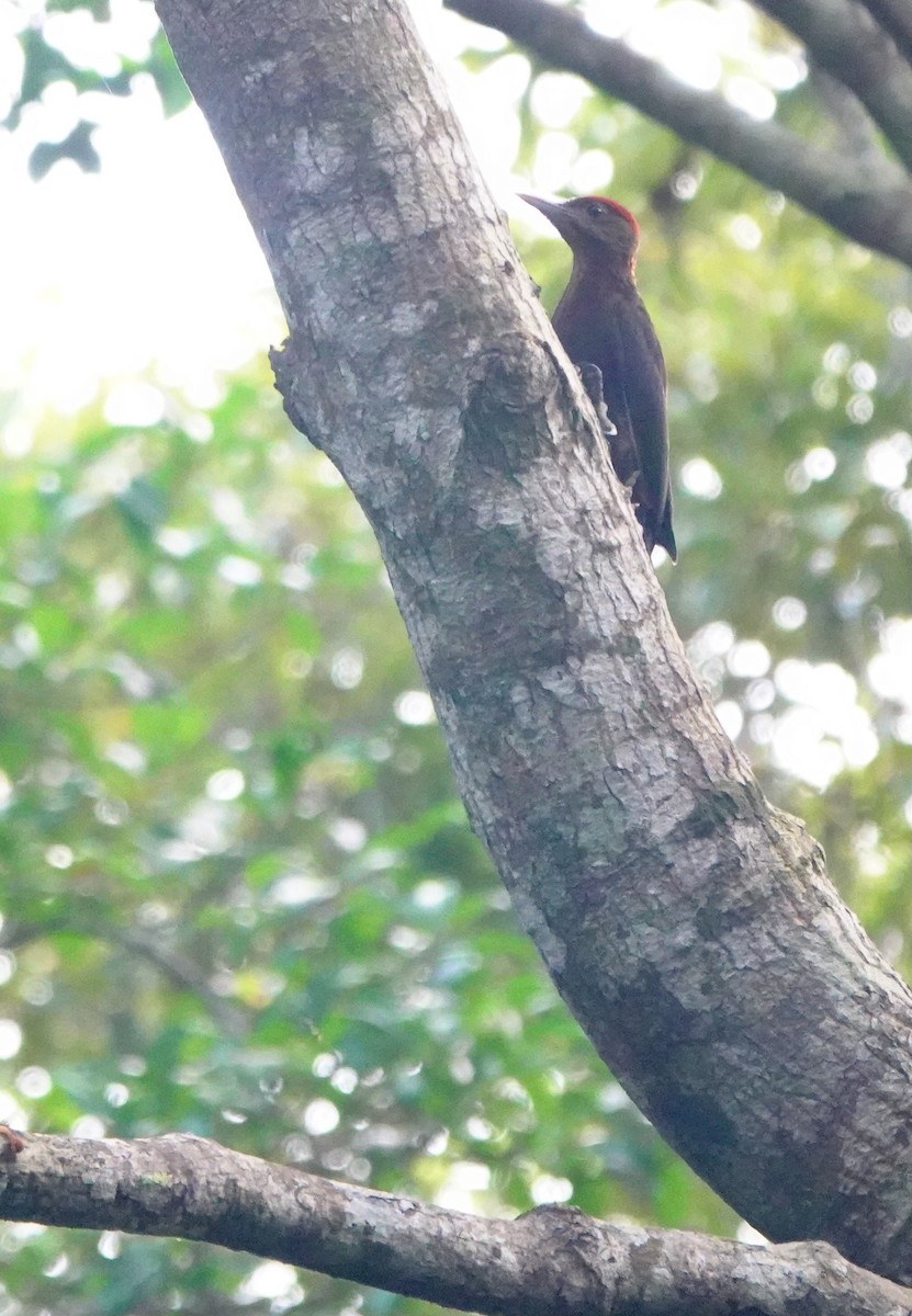 Okinawa Woodpecker - ML620162088