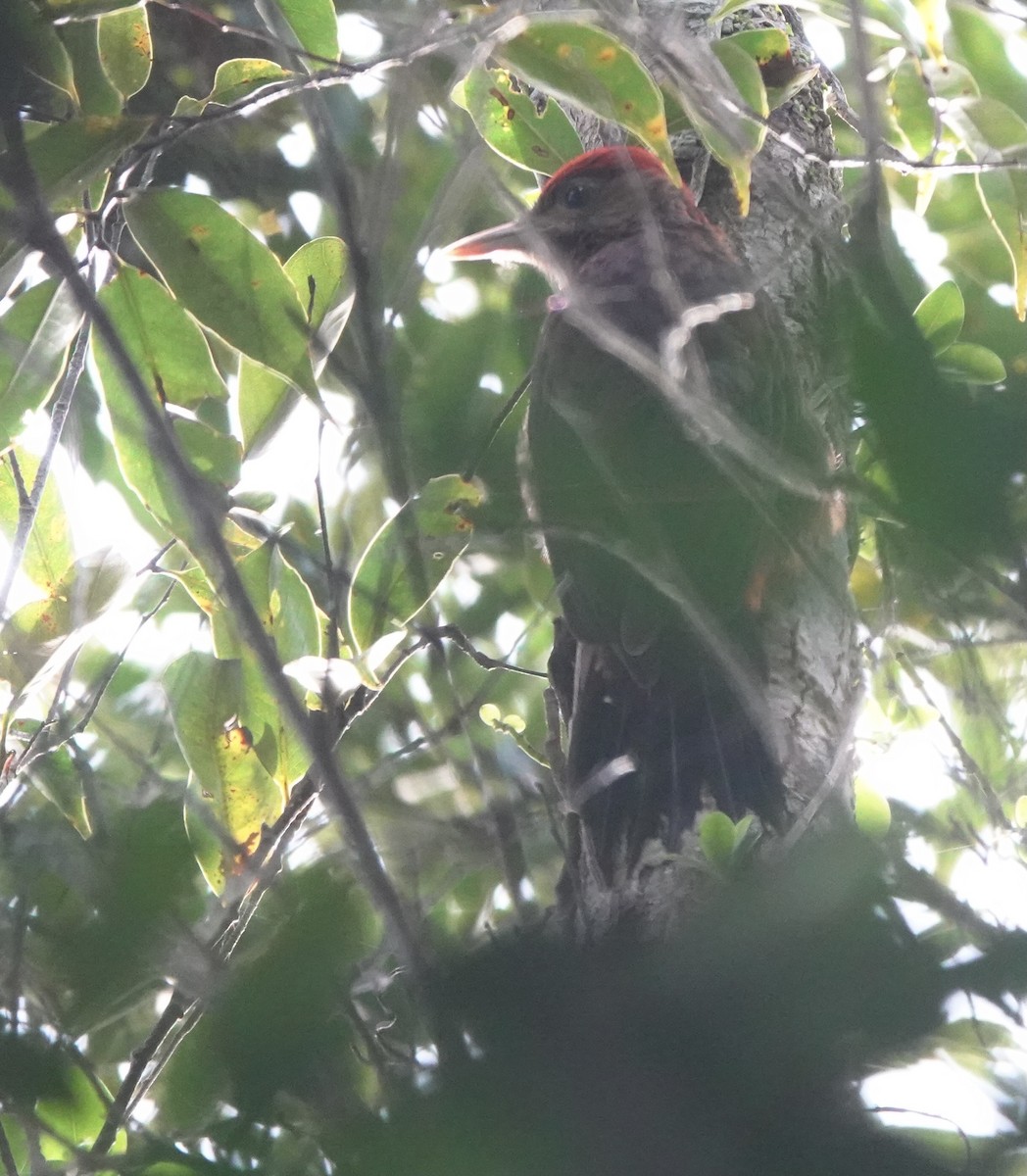 Okinawa Woodpecker - ML620162089