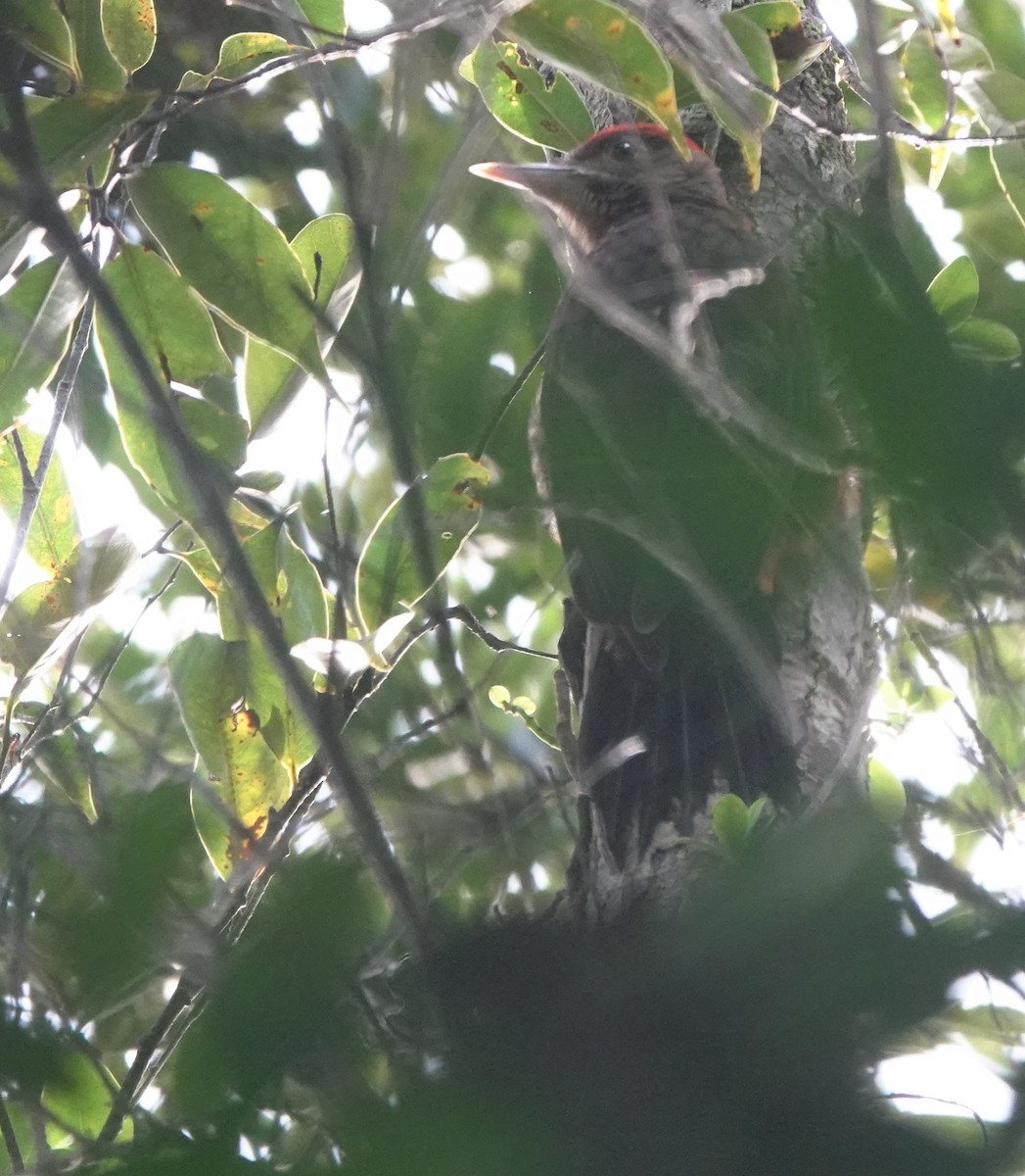 Okinawa Woodpecker - ML620162090