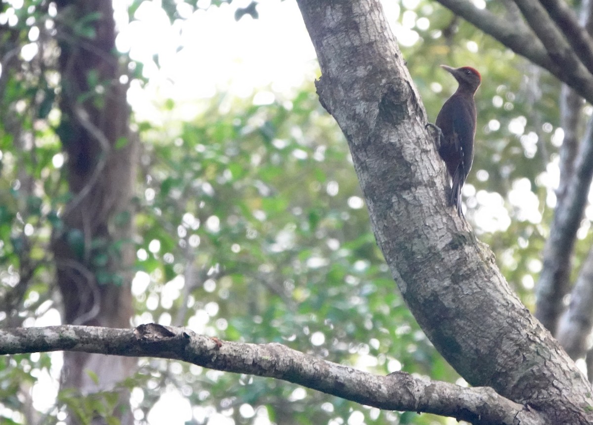 Okinawa Woodpecker - ML620162091