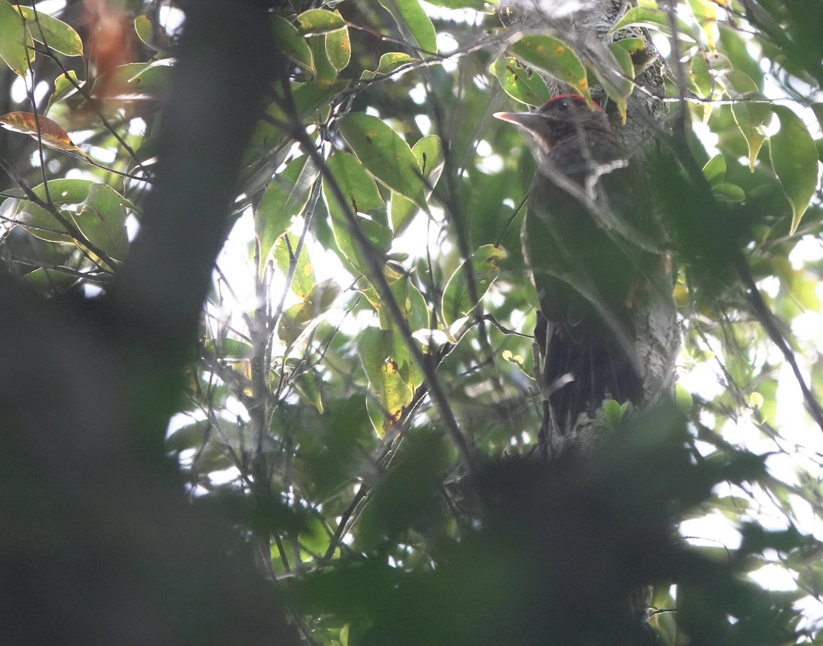 Okinawa Woodpecker - ML620162092
