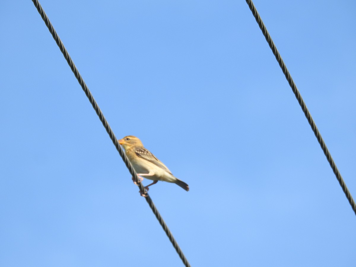 Baya Weaver - ML620162094