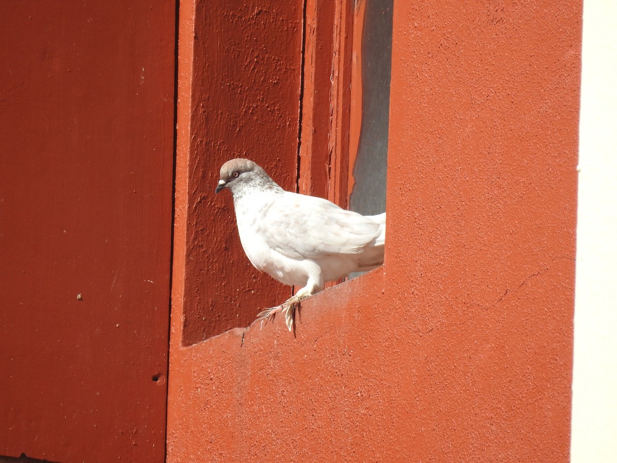 Rock Pigeon (Feral Pigeon) - ML620162097
