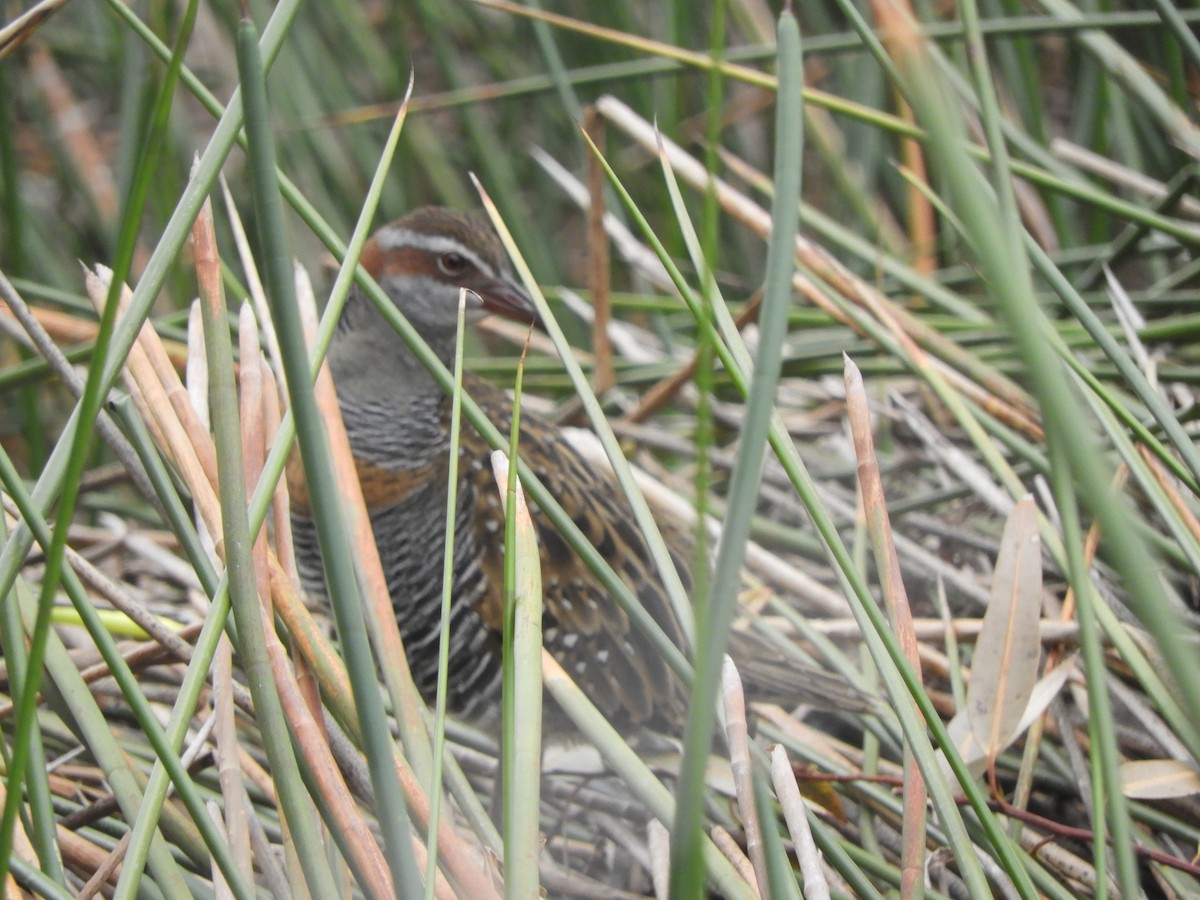 Buff-banded Rail - ML620162102